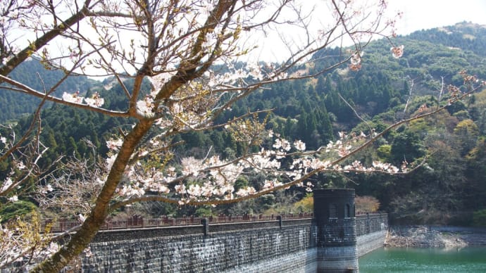 時を積んだ河内堰提は桜がよく似合う