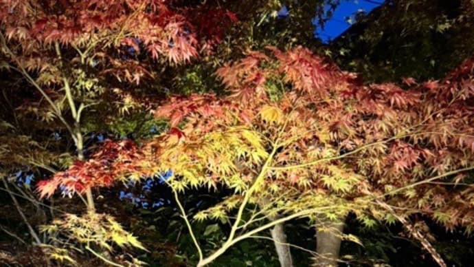 あちこちで紅葉の便りが