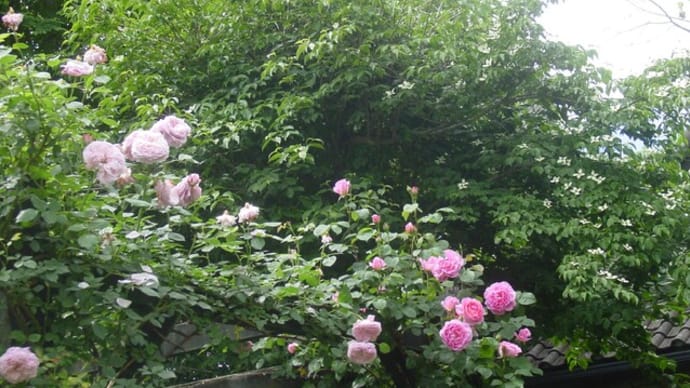 2022年度版・薔薇の花（仏）「サン・ティグジュベリ」～モネの色彩と「Rose　Library」（70）