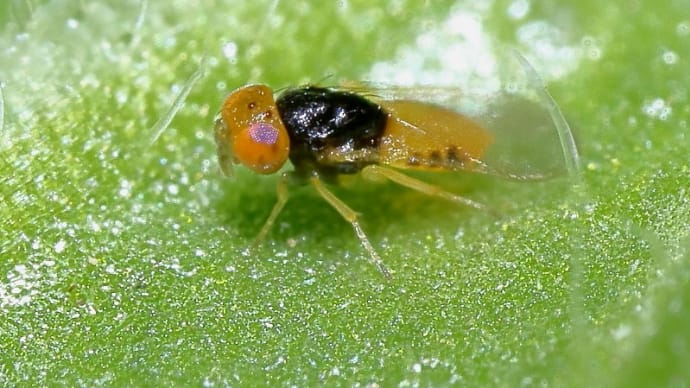 2025年 公園の虫さん!(12)《 最近は極小昆虫さんばかりなのだ 》