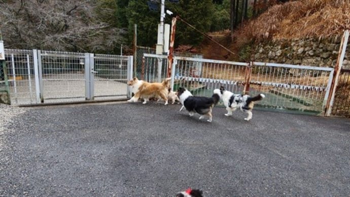 お散歩
