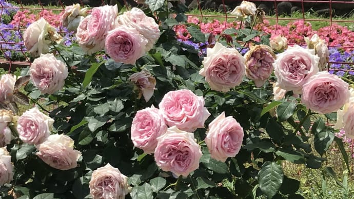 薔薇旋風通り過ぎ・先週の日比谷公園