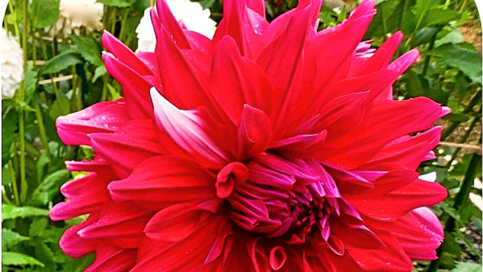 同一株なのに個々の花で赤と白の出方が異なる、ダリア・インフォーマルデコラ咲き大輪「結納」
