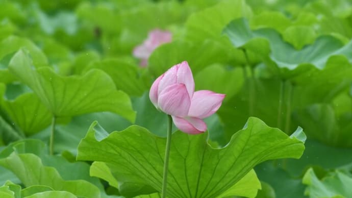 いつもの日常