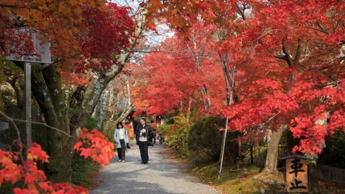 (2019年改訂版)紅葉の京都名所勝手にランキングその4(計273か所)
