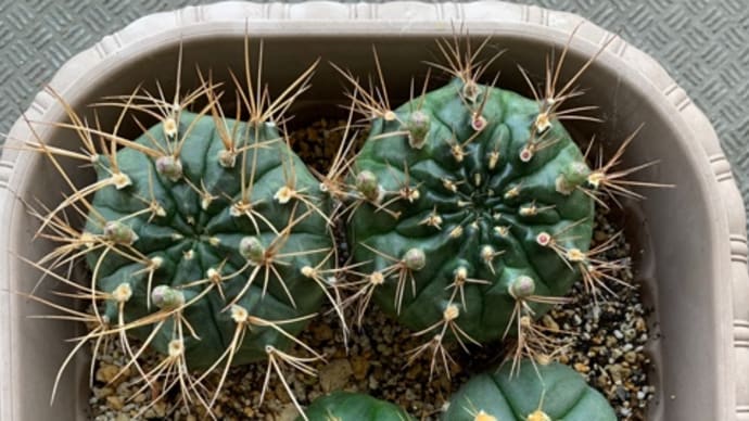 植え替えてあげたいのだが.…