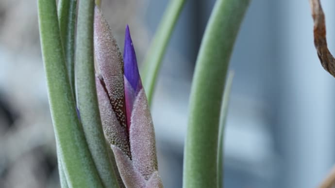 チランジアに花