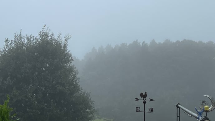 雨に濡れた草むらで