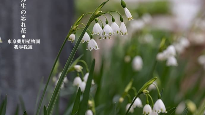 弥生の忘れ花。