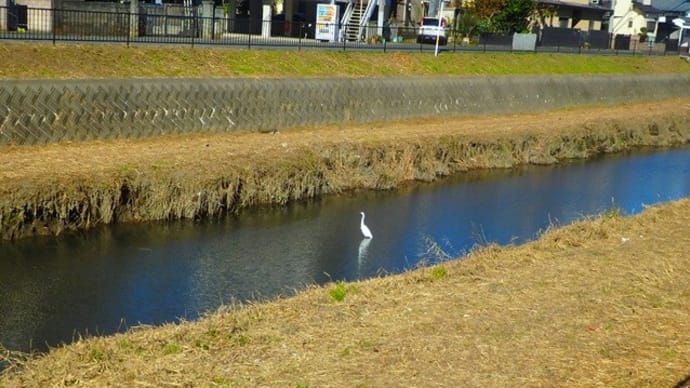 水にサギ岸にネコあり冬の川(新河岸川)