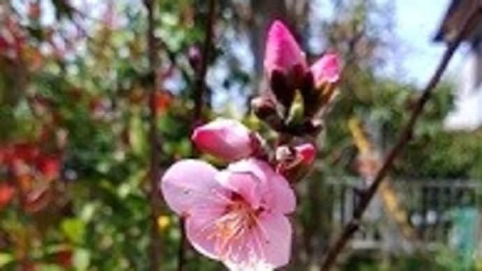 アーモンドの花が咲きました!