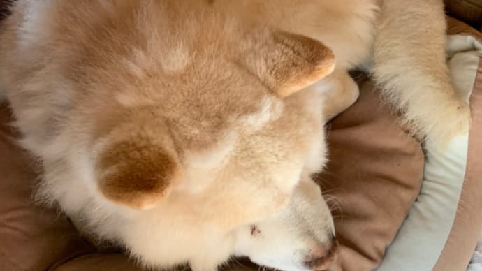 一粒万倍日