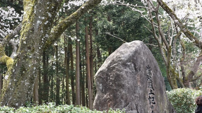 さくら狩り 茨城県石岡市 常陸風土記の丘(1)石岡・やさと観光周遊バス・1日フリーきっぷ