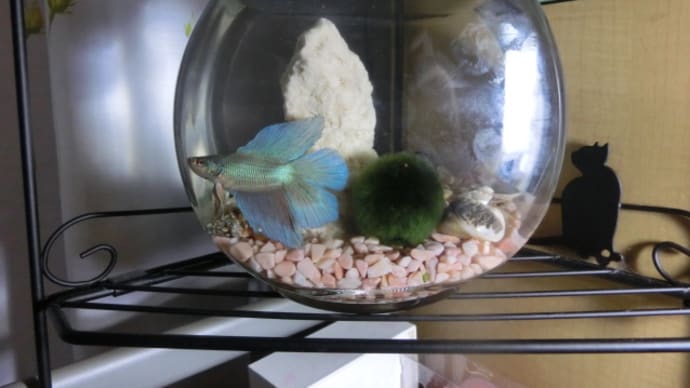 チャミュエル1世に捧ぐ・・・・