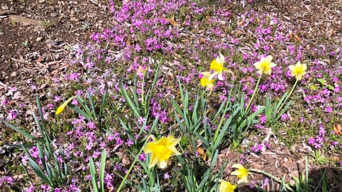 芝桜と水仙🐥