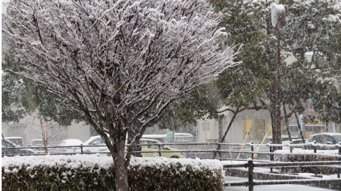 数年ぶりの積雪！雪レポ⛄