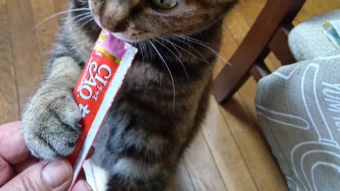 チュールには勝てない?🐈