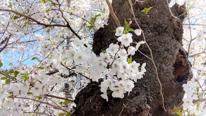 桜坂へ行ってきました