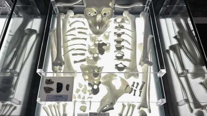 勾玉は祈りのカタチ・・・高砂貝塚出土の親子の遺骨に副葬された胎児形勾玉
