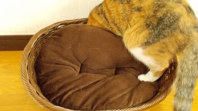 あたちは留守なのニャ…。