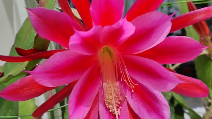 大輪の花