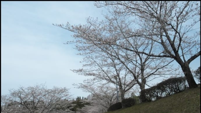 のじりこぴあの桜