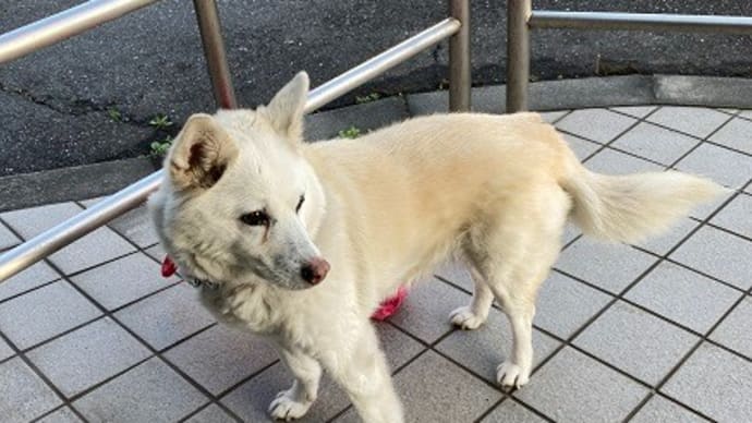 犬と猫の暮らしは和裁教室に仕立ても時々~興津13日出店します~