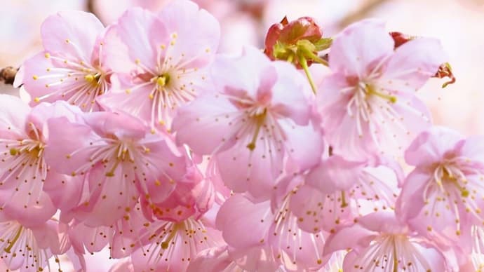 鮮やかに輝いて.....ハツミヨ桜