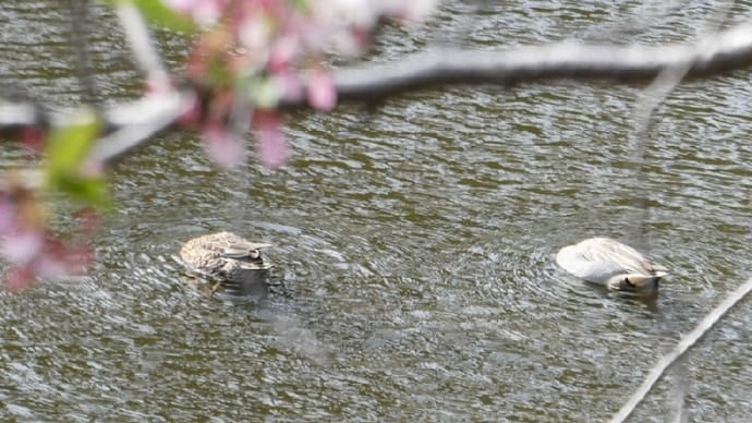 「相武台グリーンパーク」の「雨水池」では「カルガモ」の雛孵る！！