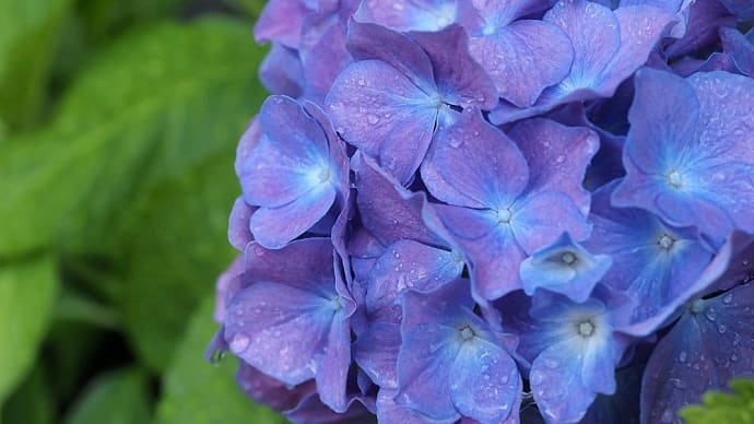 ★梅雨時の近場の花 2024