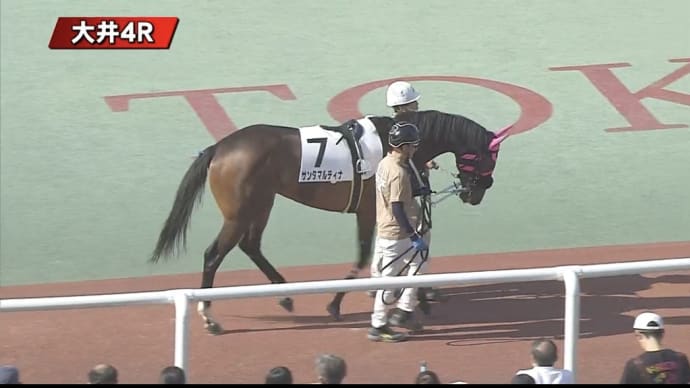 愛馬サンタマルティナ3着!!