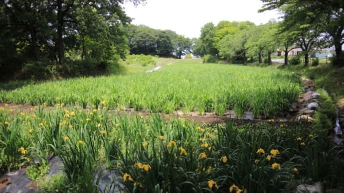 赤堀しょうぶ園2023
