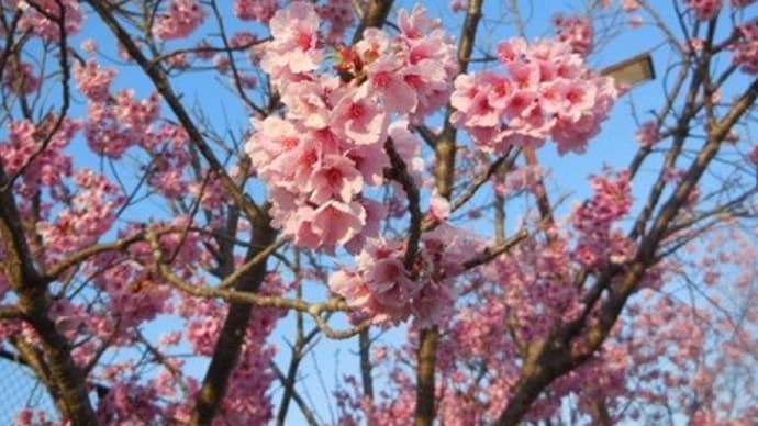 41、むかし浪花のうまいもん