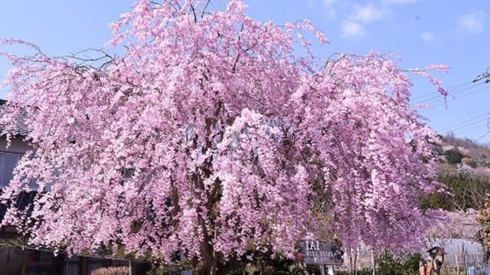 道の駅 農匠の郷やくの 桜