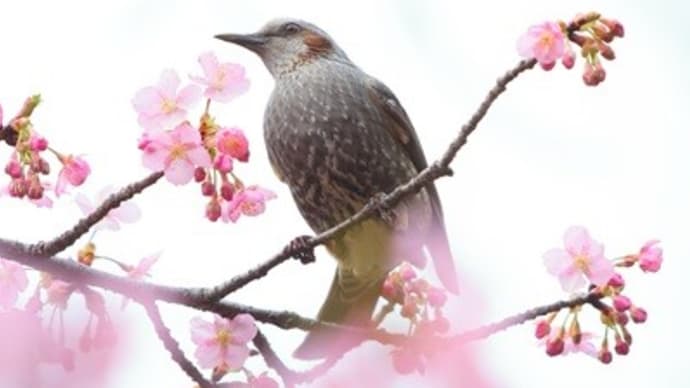 よく見かけるけれど