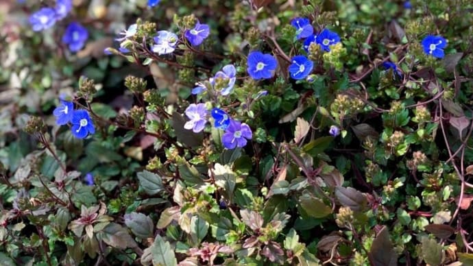 ベロニカオックスフォードブルーが咲き出しました〜東側の植物〜ライスフラワー&クレマチス&多肉植物