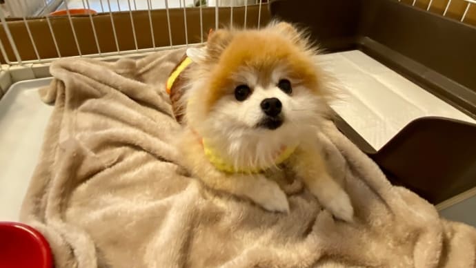 エリザベスカラー取れました!