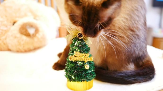 あんちゃん クリスマスサラダ、ケーキ