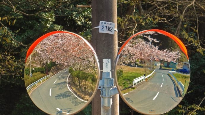 カーブミラーの中のさくら🌸