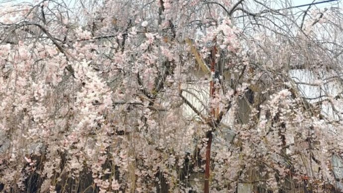 本満寺のきれいな枝垂れ桜