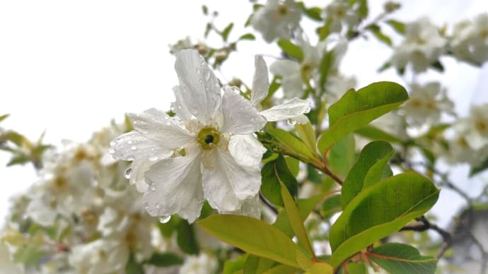 催花雨
