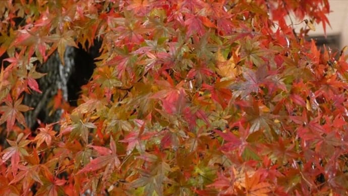 栃木県那須塩原市・大山公園(大山参道)の紅葉情報 第8週 2019.11.24 ②