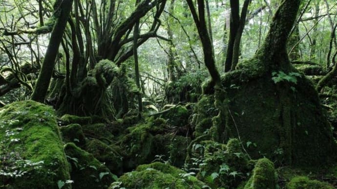 大雨の後の貴重な晴れ間・美しきコケの森を堪能してきました!【屋久島白谷雲水峡ガイドツアー】