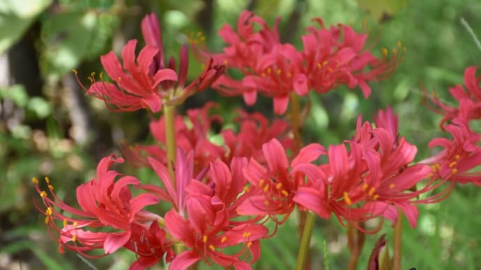 リコリス狩り 神奈川県平塚市寺田縄 花と緑のふれあいセンター花菜ガーデン(3)真っ赤なリコリス