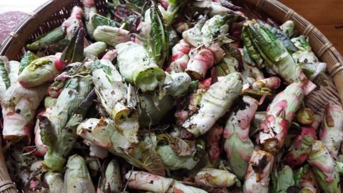 山菜尽くしの食卓より