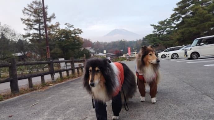 今朝のお散歩🎶