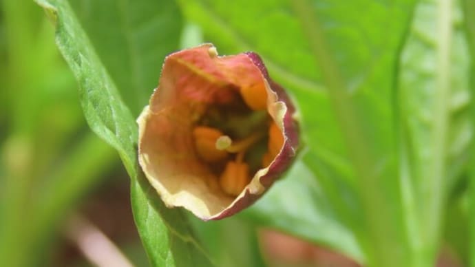 高ボッチ高原・鉢伏山で最近咲いている花　ハシリドコロ（走野老）