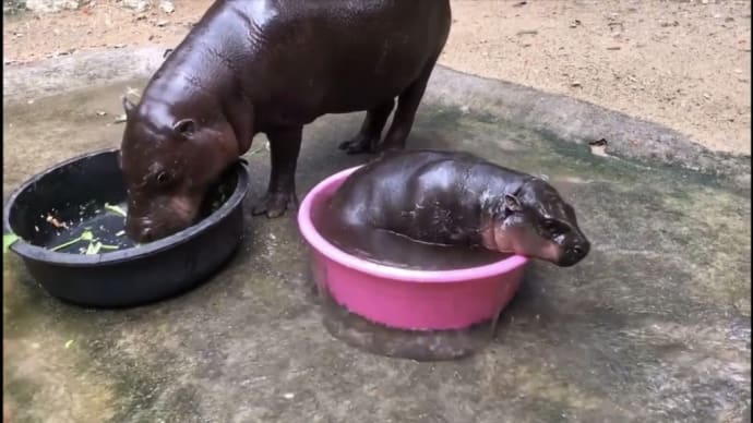 バケツ大好き〜カバのあかちゃん