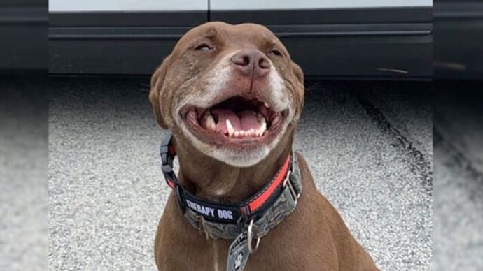 警察に助けられた捨て犬、ヘイローの幸せな生活