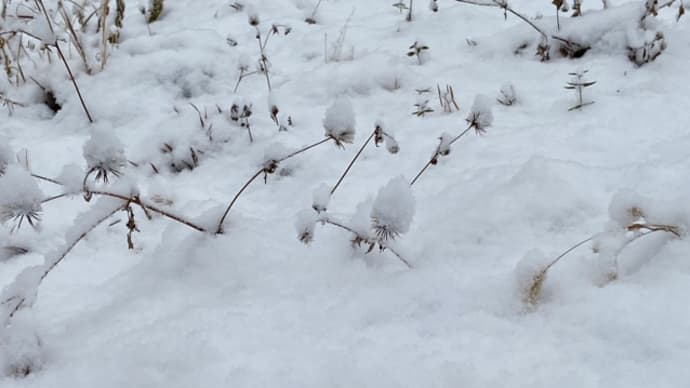 雪雪雪